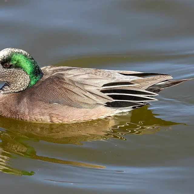 American wigeon
