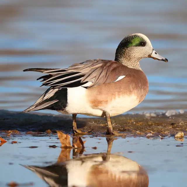 American wigeon