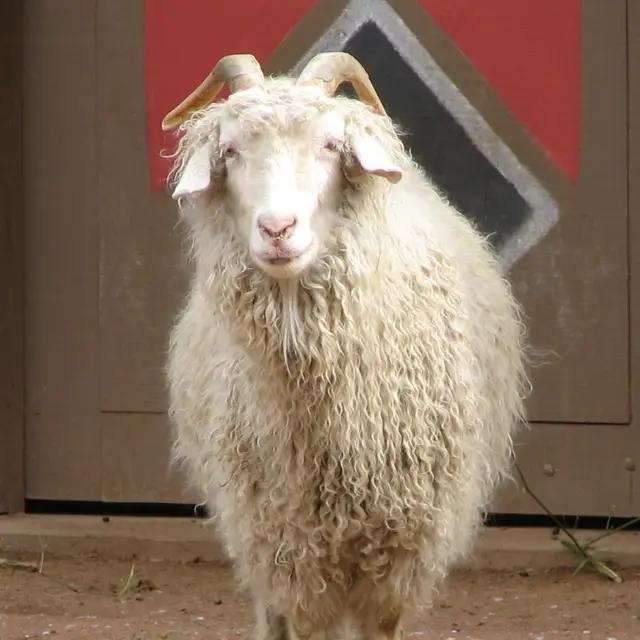 Angora goat