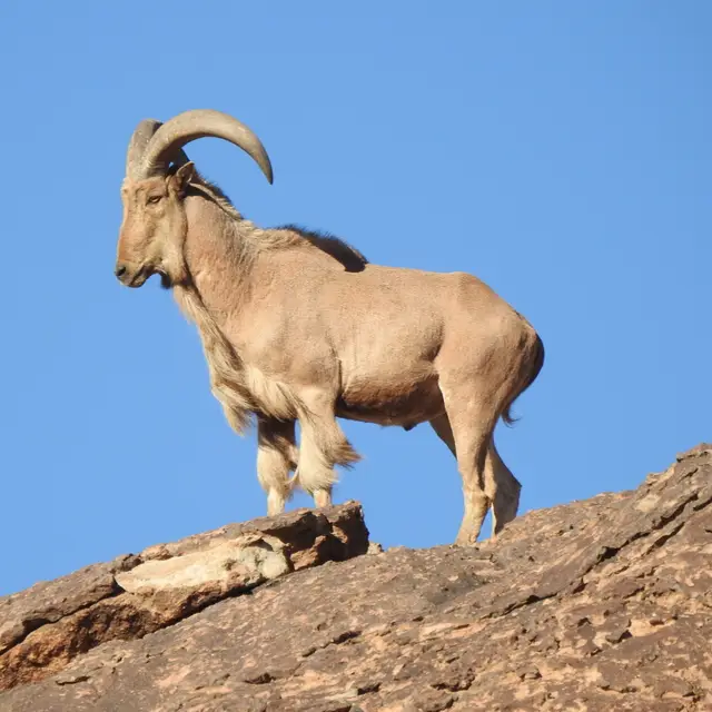 Barbary sheep