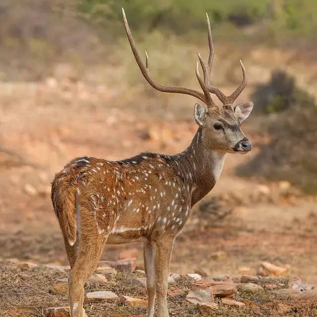 Chital