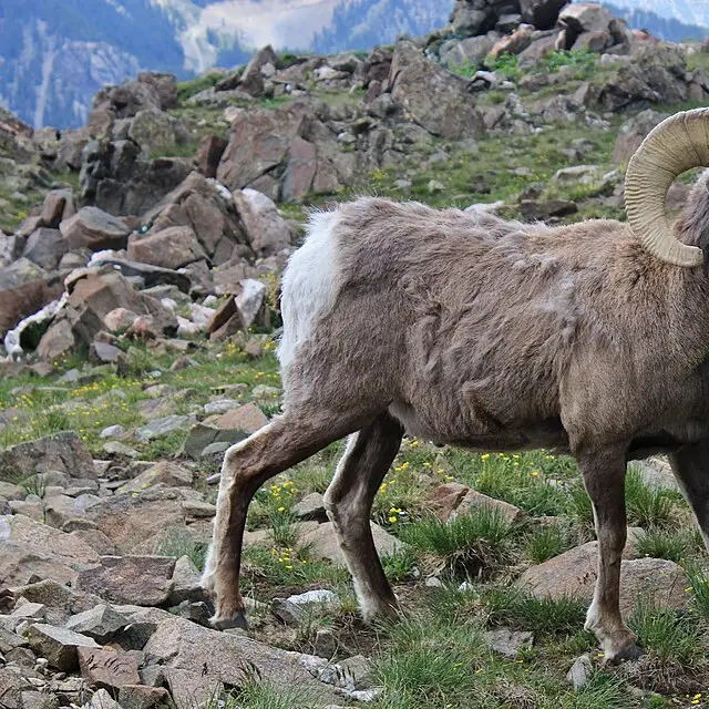 Bighorn sheep