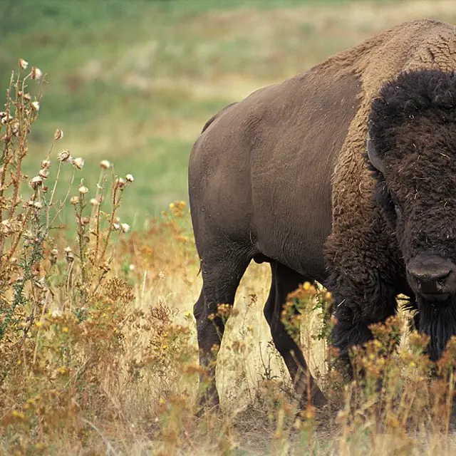 American bison
