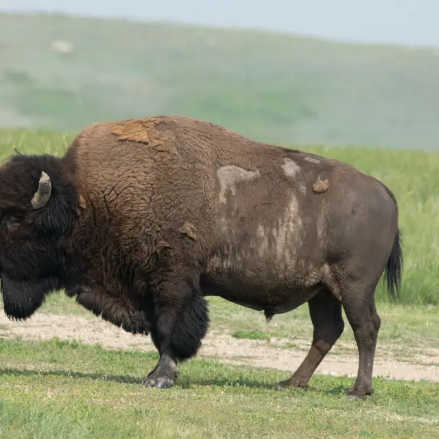 American bison