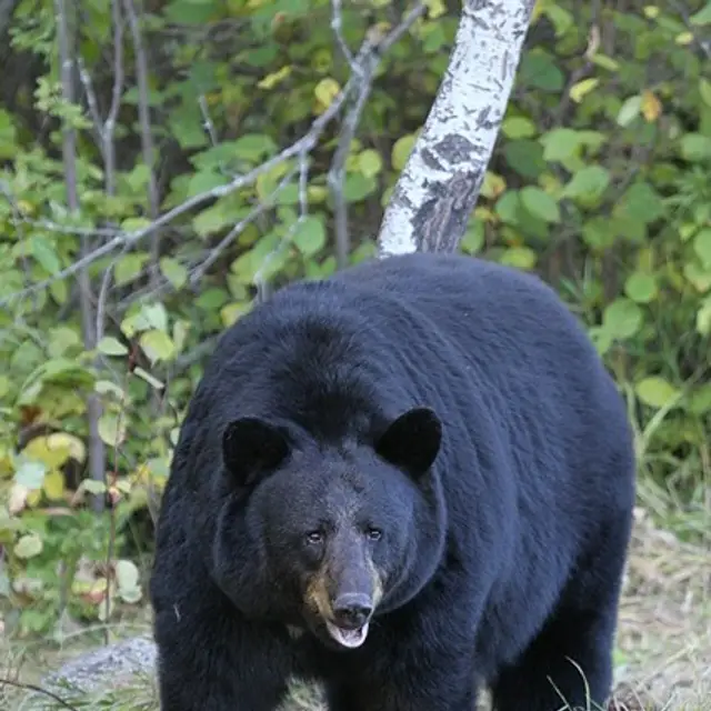 American black bear