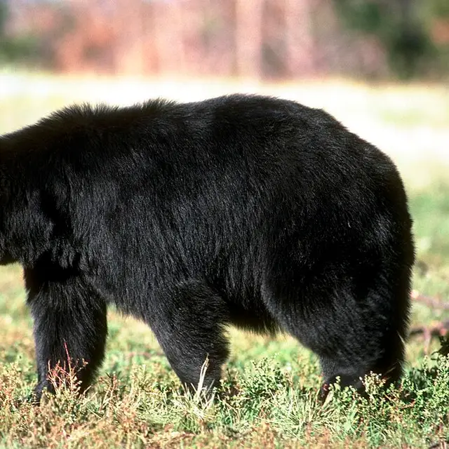 American black bear