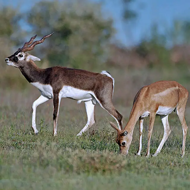 Blackbuck