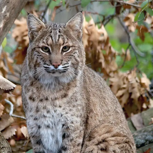 Bobcat