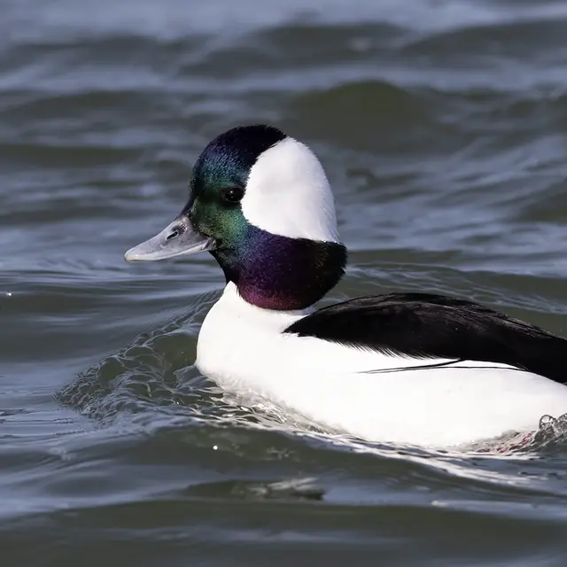 Bufflehead
