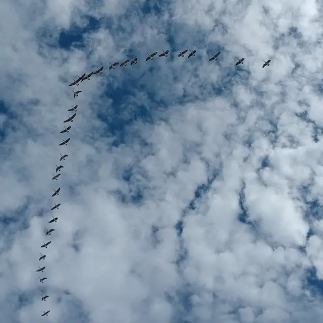 Canada goose