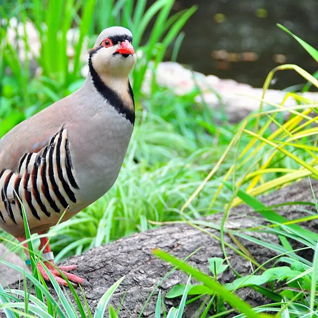 Chukar partridge