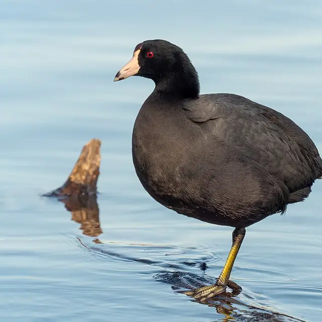 American coot