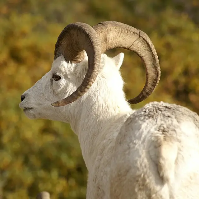 Dall sheep
