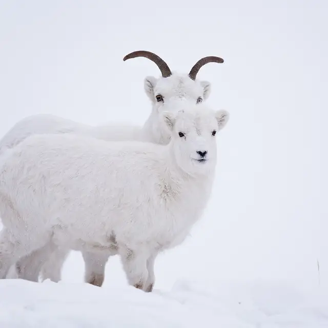 Dall sheep