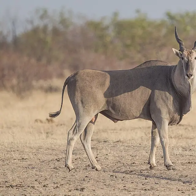 Common eland