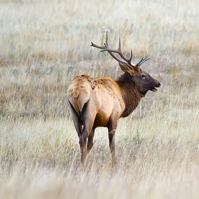 Elk