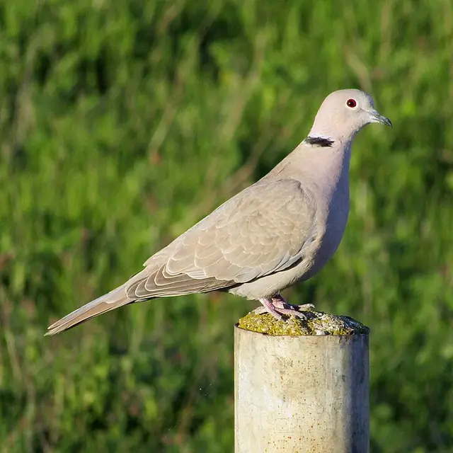 Eurasian collared dove