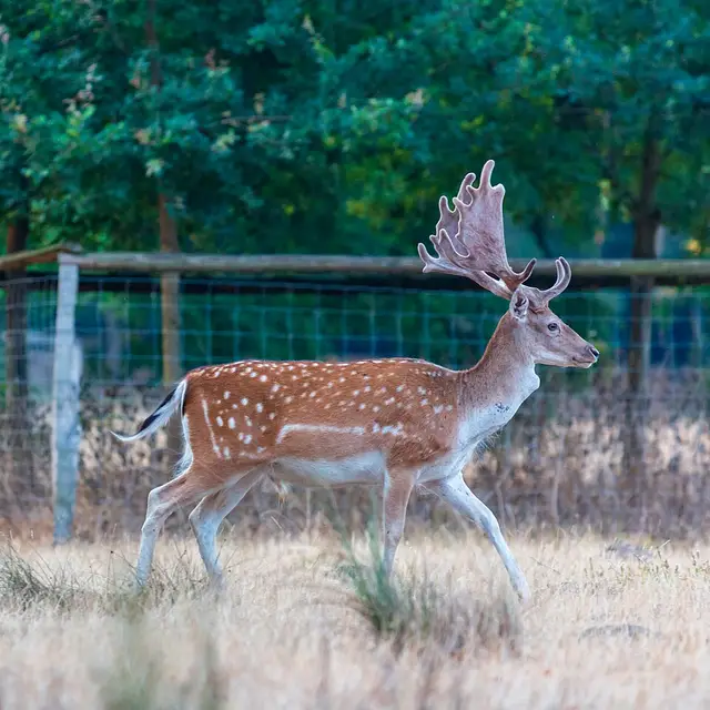 Fallow deer