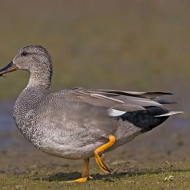 Gadwall