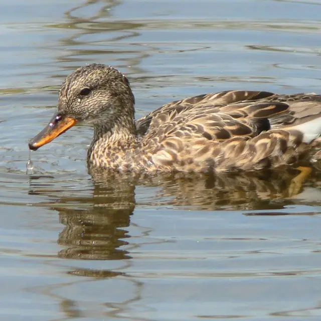 Gadwall