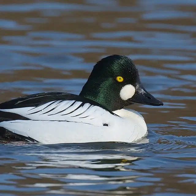 Common goldeneye