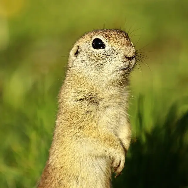 Ground squirrel