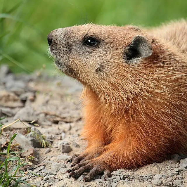 Groundhog