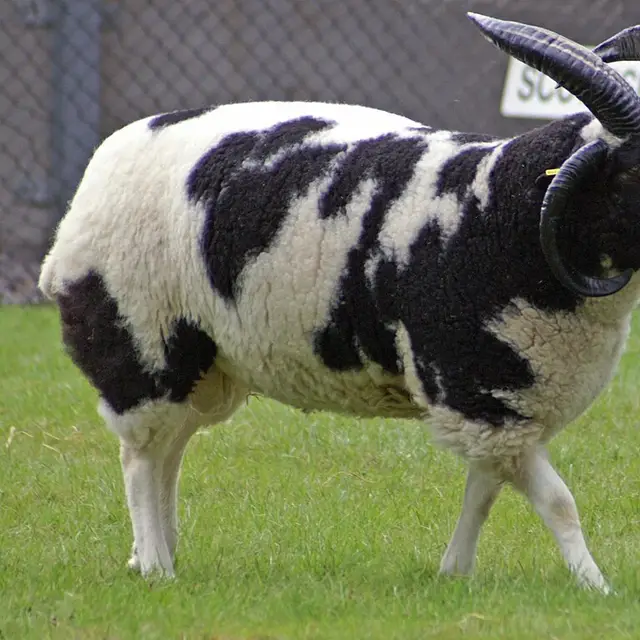 Jacob sheep