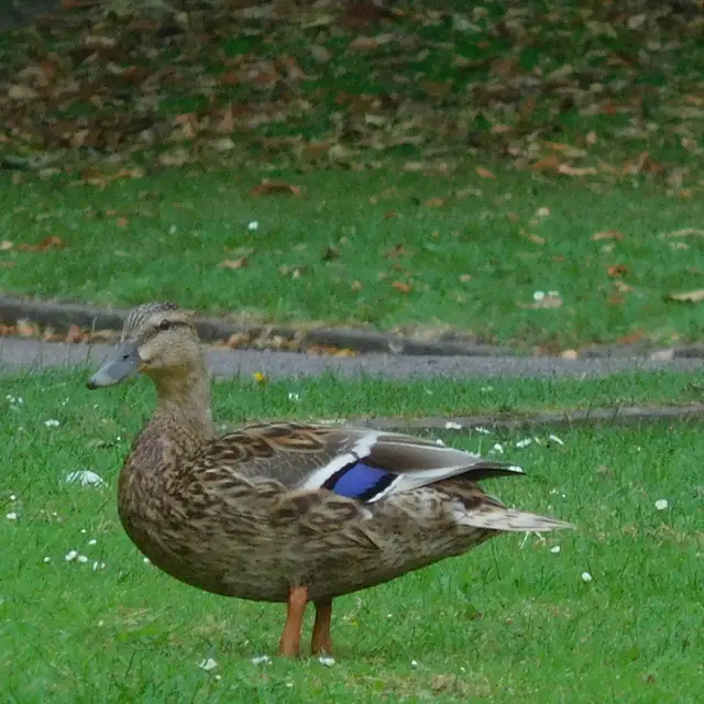 Mallard