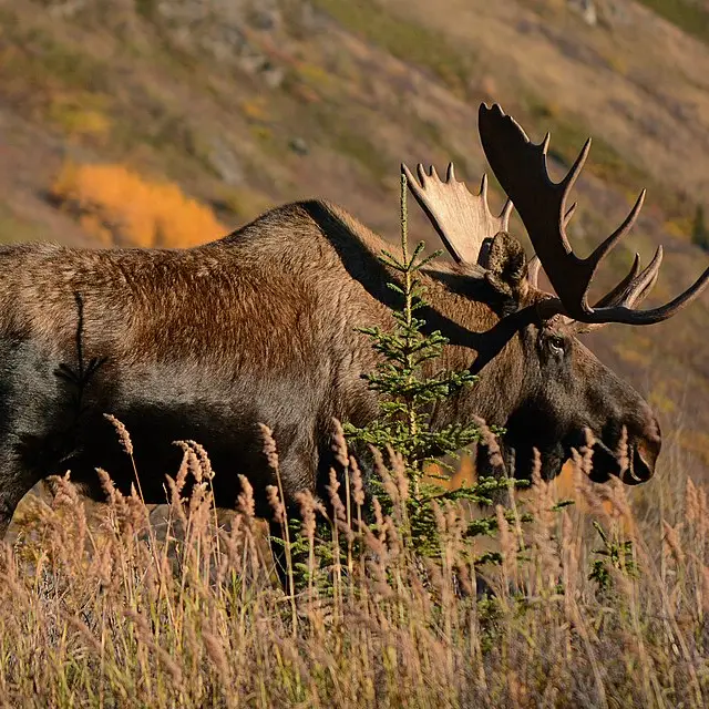 Moose