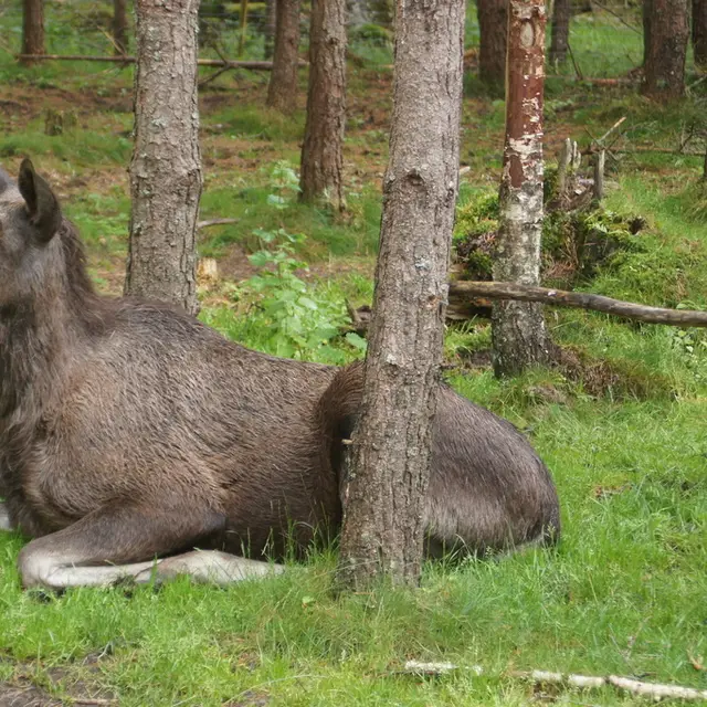 Moose