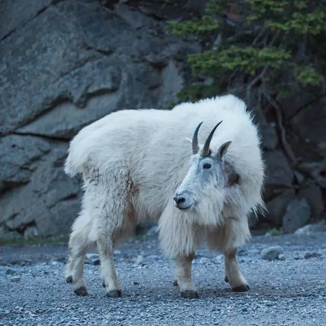 Mountain goat