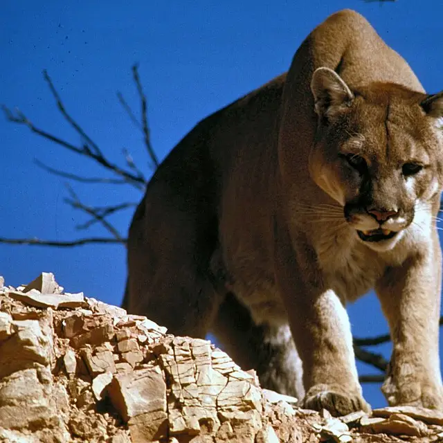 Cougar
