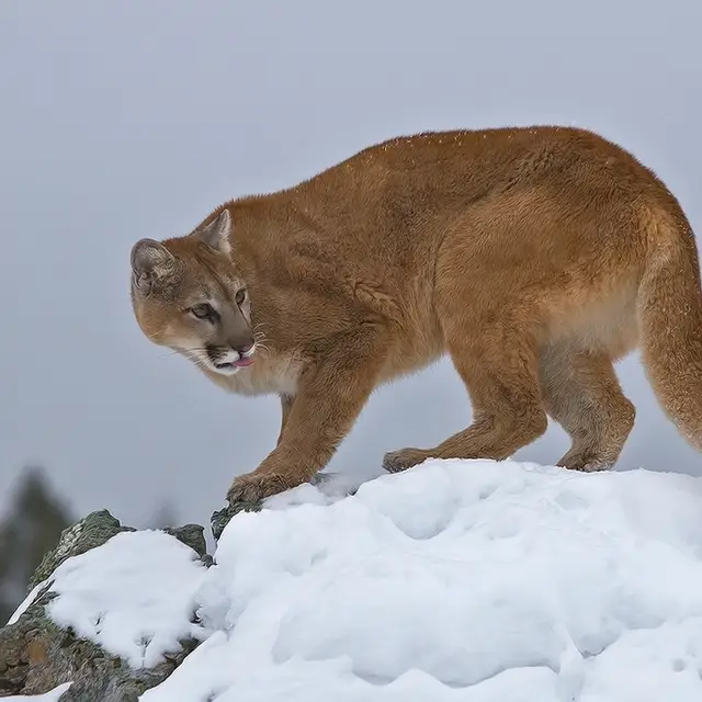 Cougar