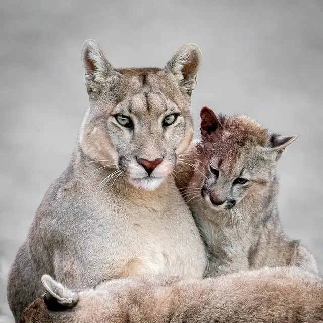 Cougar