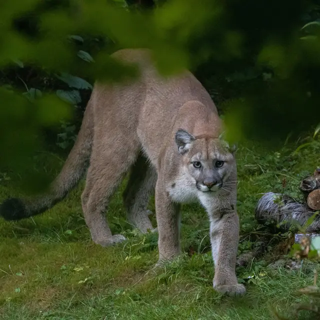 Cougar