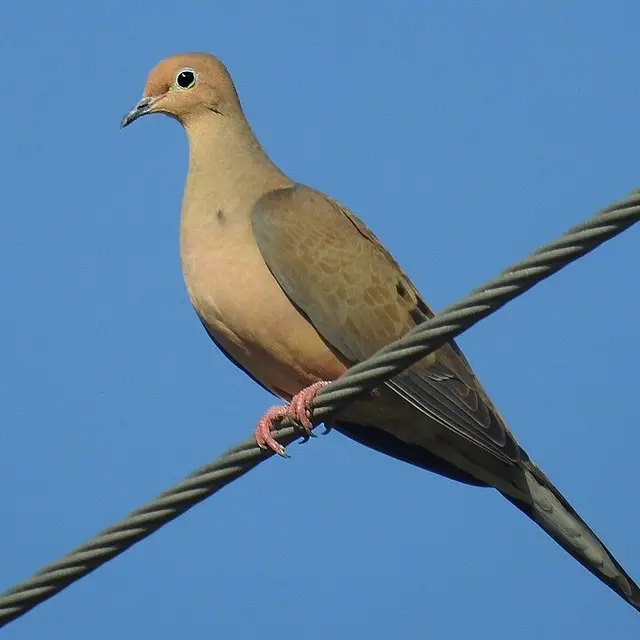 Mourning dove