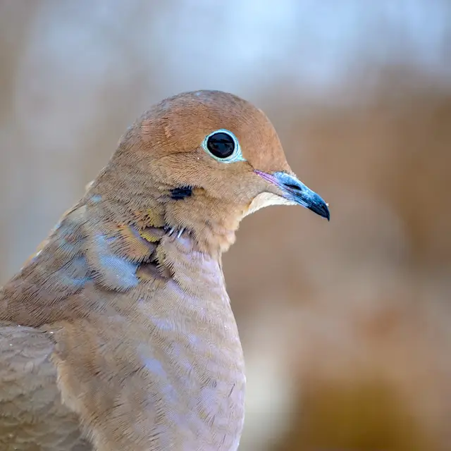 Mourning dove