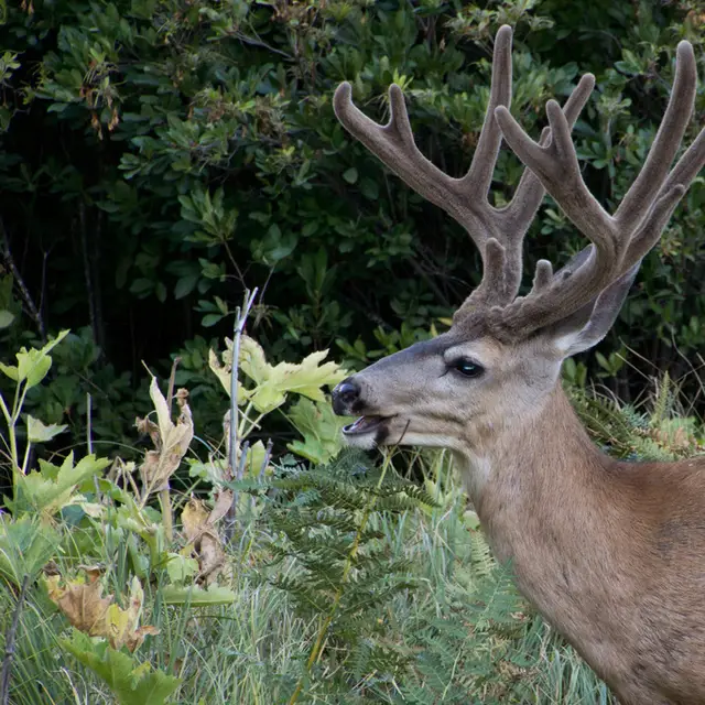 Mule deer