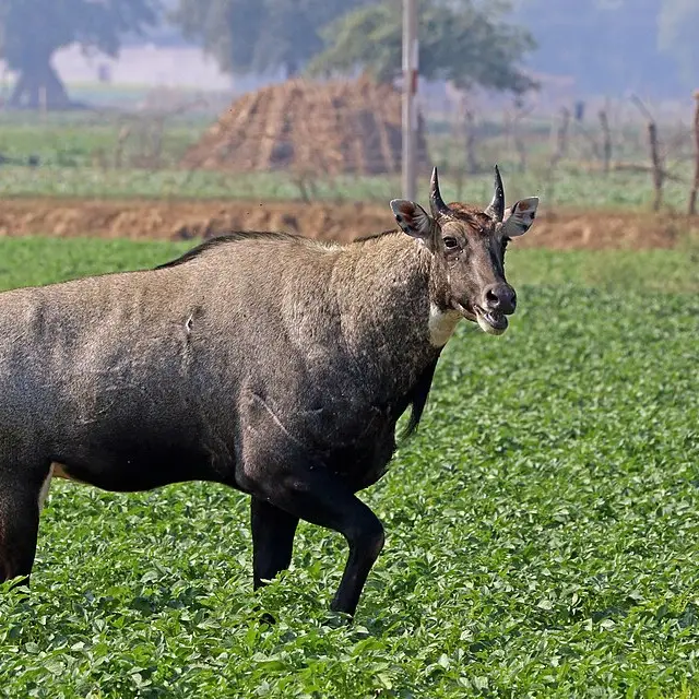 Nilgai