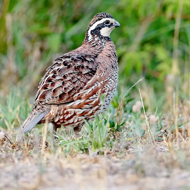 Northern bobwhite