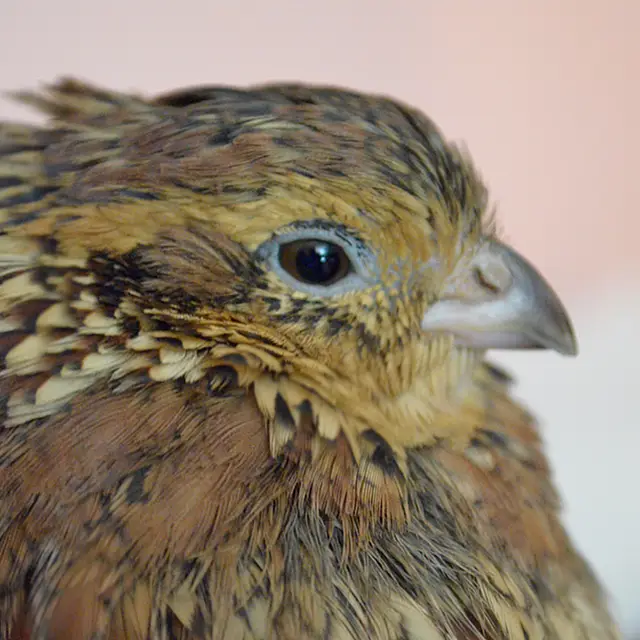 Northern bobwhite