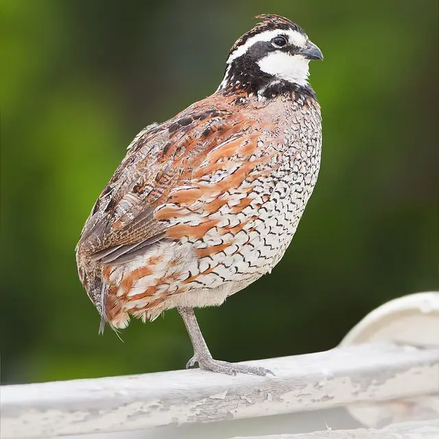 Northern bobwhite