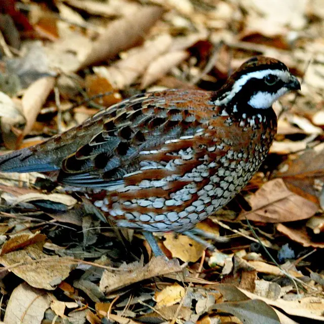 Northern bobwhite