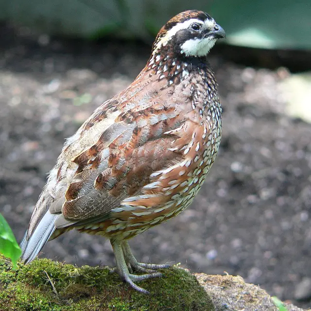 Northern bobwhite