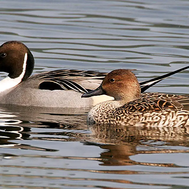 Northern pintail