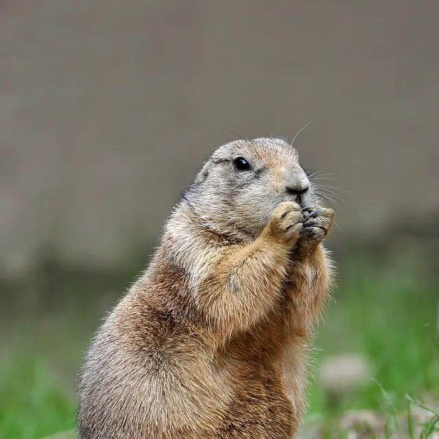 Prairie dog