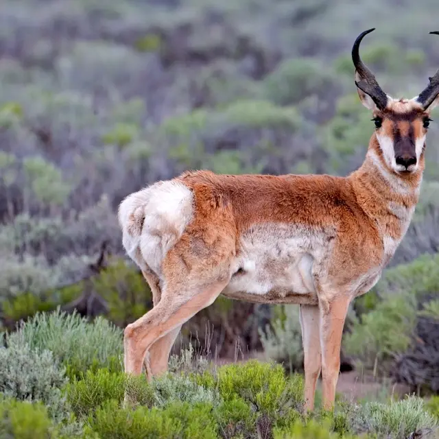 Pronghorn