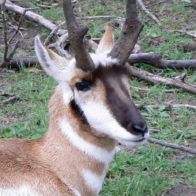 Pronghorn