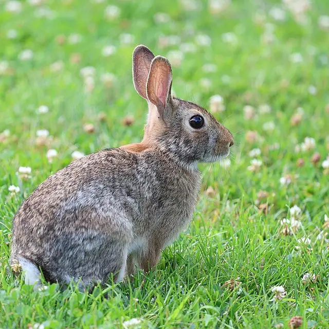 Eastern cottontail
